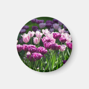 Helle Lila und rosa Tulpen an einem sonnigen Tag Magnet