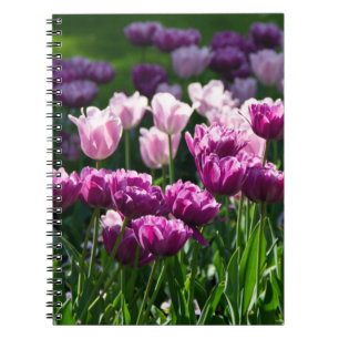 Helle Lila und rosa Tulpen an einem sonnigen Tag Notizblock