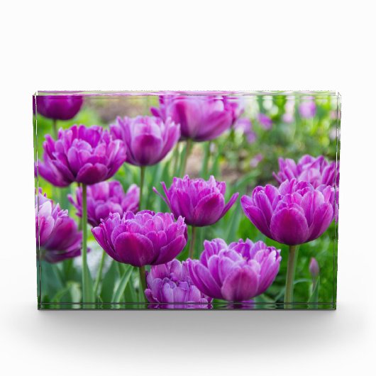 Helle Limettenwulst an einem sonnigen Tag Fotoblock (Vorderseite)