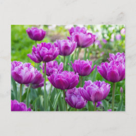 Helle Limettenwulst an einem sonnigen Tag Postkarte