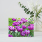 Helle Limettenwulst an einem sonnigen Tag Postkarte (Stehend Vorderseite)