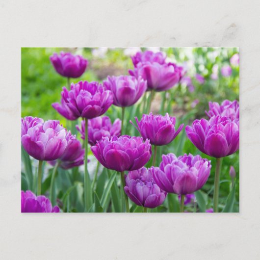 Helle Limettenwulst an einem sonnigen Tag Postkarte (Vorderseite)