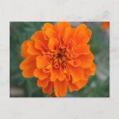 Helle Orange Blume Postkarte (Vorderseite)