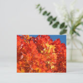 Helle Orange Herbst Blätter Postkarten fallen Bäum (Stehend Vorderseite)