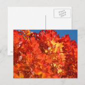 Helle Orange Herbst Blätter Postkarten fallen Bäum (Vorne/Hinten)