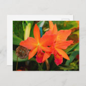 Helle Orange Orchid Postkarte (Vorne/Hinten)