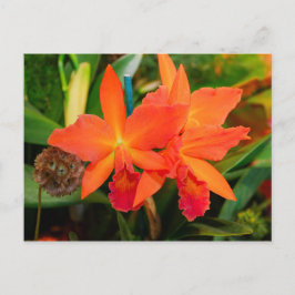 Helle Orange Orchid Postkarte