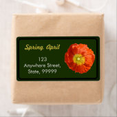 Helle Orange Poppy Blume (Insitu)