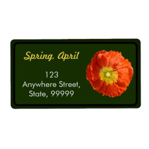 Helle Orange Poppy Blume