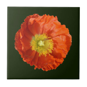 Helle Orange Poppy Blume Fliese