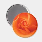 Helle Orange Rose Magnet (Vorderseite/Rückseite)