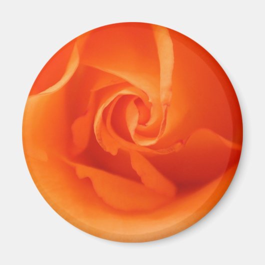 Helle Orange Rose Magnet (Vorne)