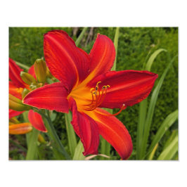 Helle Orange Taglilienblüte Floral Fotodruck