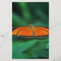 Helle Orange und schwarze Schmetterlinge auf der l