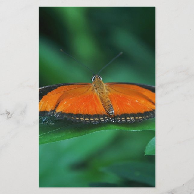 Helle Orange und schwarze Schmetterlinge auf der l (Vorderseite)