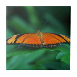 Helle Orange und schwarze Schmetterlinge auf der l Fliese