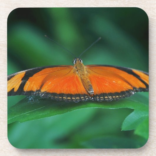 Helle Orange und schwarze Schmetterlinge auf der l Getränkeuntersetzer (Vorderseite)