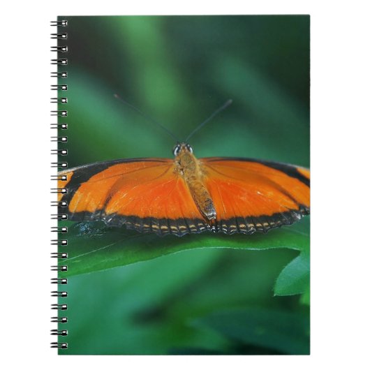 Helle Orange und schwarze Schmetterlinge auf der l Notizblock (Vorderseite)