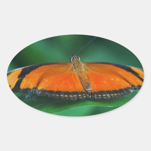 Helle Orange und schwarze Schmetterlinge auf der l Ovaler Aufkleber (Vorderseite)