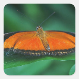 Helle Orange und schwarze Schmetterlinge auf der l Quadratischer Aufkleber