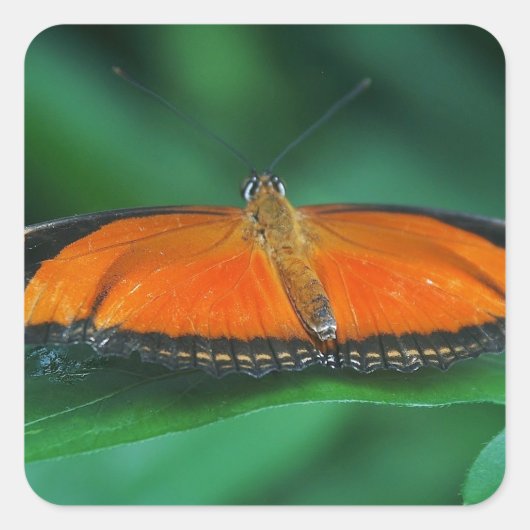 Helle Orange und schwarze Schmetterlinge auf der l Quadratischer Aufkleber (Vorderseite)