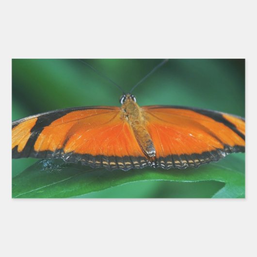 Helle Orange und schwarze Schmetterlinge auf der l Rechteckiger Aufkleber (Vorderseite)