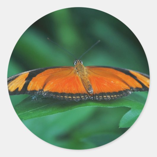 Helle Orange und schwarze Schmetterlinge auf der l Runder Aufkleber (Vorderseite)