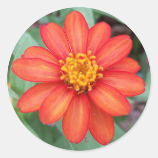 Helle Orange Zinnia Rundaufkleber, Umschlag-Dichts Runder Aufkleber