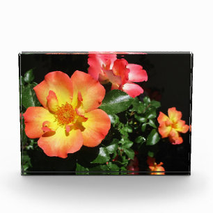 Helle Orangen Rosen - Dunkle Seite Fotoblock