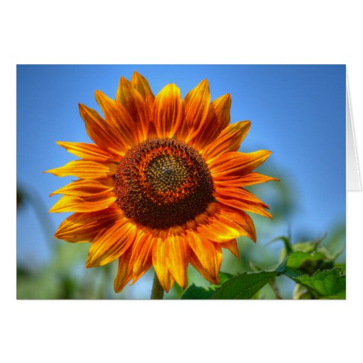 Helle Orangenblume (Vorderseite (Horizontal))