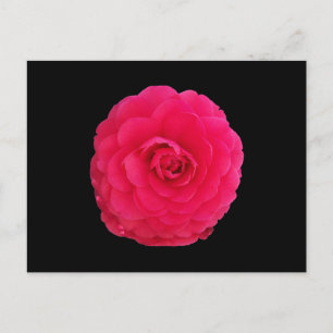 Helle Pink Camellie Postkarte