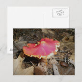 Helle Red Mushroom #1 Postkarte (Vorne/Hinten)