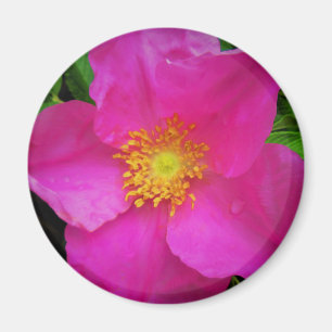 Helle rosa Blume wilde Alberta-Rosen-Kanadas Magnet
