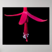 Helle rosa Fuchsienblüte auf Schwarz Poster (Vorne)
