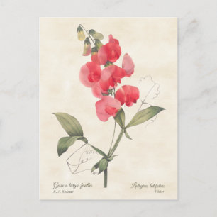 Helle rosa Süße Erbse Vintage-Botanik Postkarte