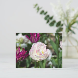 Helle rosa Tulpen an einem sonnigen Tag Postkarte