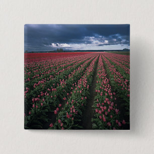Helle rosa und rote Tulpen leuchten unter dunklen Button