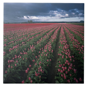 Helle rosa und rote Tulpen leuchten unter dunklen  Fliese