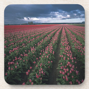 Helle rosa und rote Tulpen leuchten unter dunklen Getränkeuntersetzer