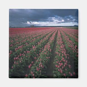 Helle rosa und rote Tulpen leuchten unter dunklen  Magnet