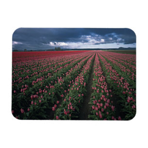 Helle rosa und rote Tulpen leuchten unter dunklen Magnet