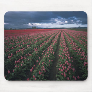 Helle rosa und rote Tulpen leuchten unter dunklen Mousepad