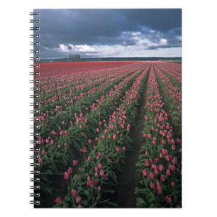 Helle rosa und rote Tulpen leuchten unter dunklen Notizblock