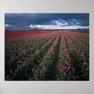 Helle rosa und rote Tulpen leuchten unter dunklen  Poster