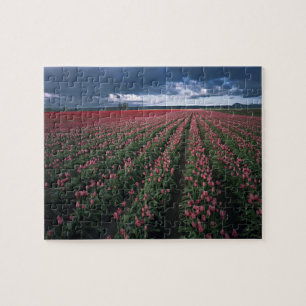 Helle rosa und rote Tulpen leuchten unter dunklen  Puzzle