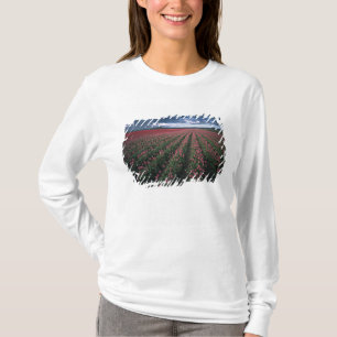 Helle rosa und rote Tulpen leuchten unter dunklen T-Shirt