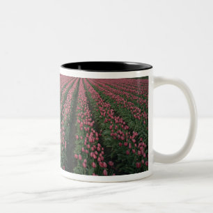 Helle rosa und rote Tulpen leuchten unter dunklen  Zweifarbige Tasse