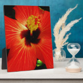 Helle Rot-Orange-Hibiskus-Blume Fotoplatte (Seite)