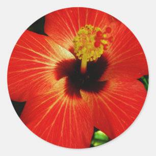Helle Rot-Orange-Hibiskus-Blume Runder Aufkleber