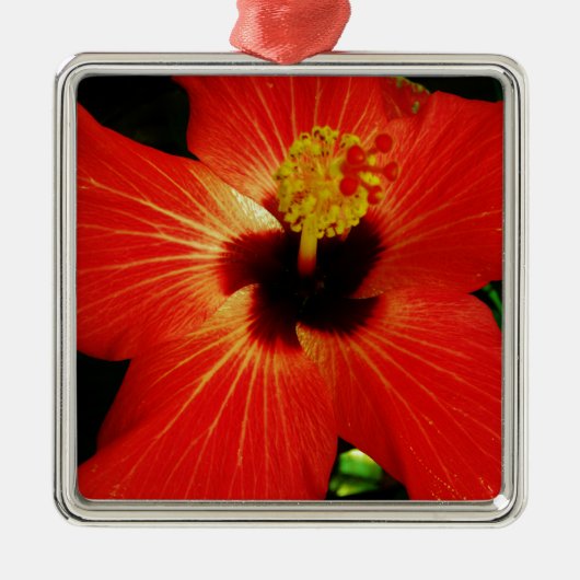 Helle Rot-Orange-Hibiskus-Blume Silbernes Ornament (Vorne)